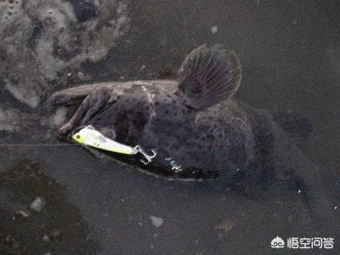海中钓鱼用什么饵?