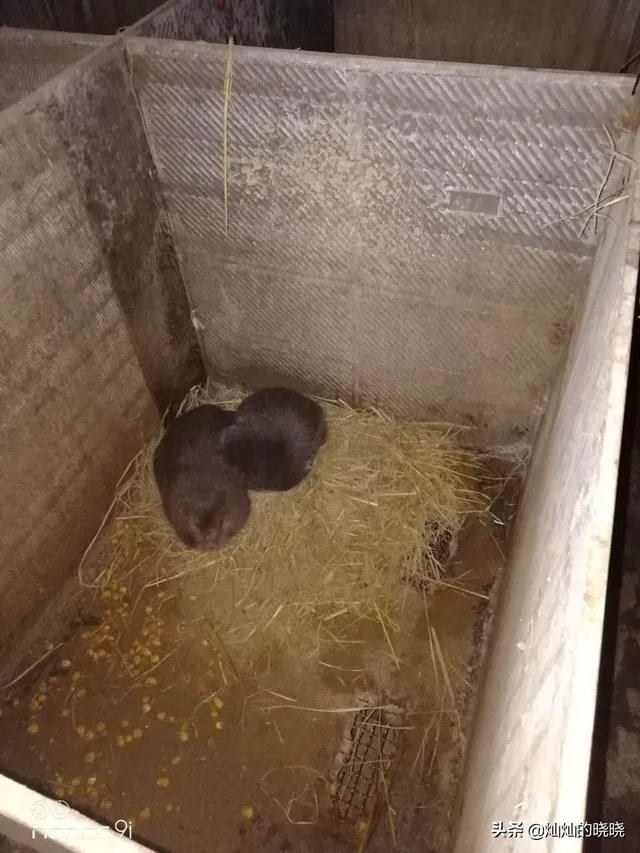 疫情后,竹鼠养殖前景会如何?