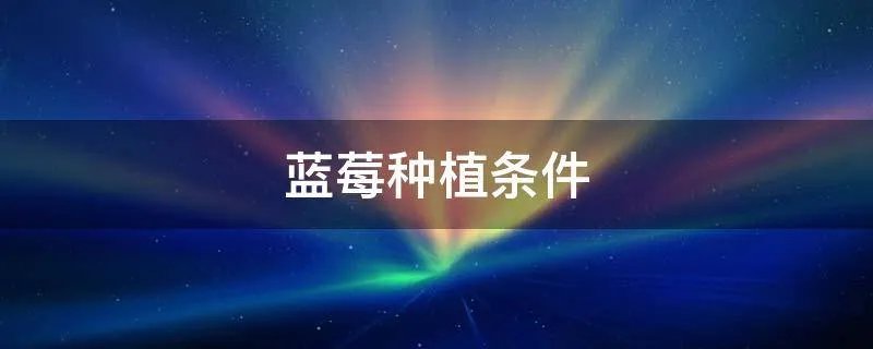 蓝莓种植条件