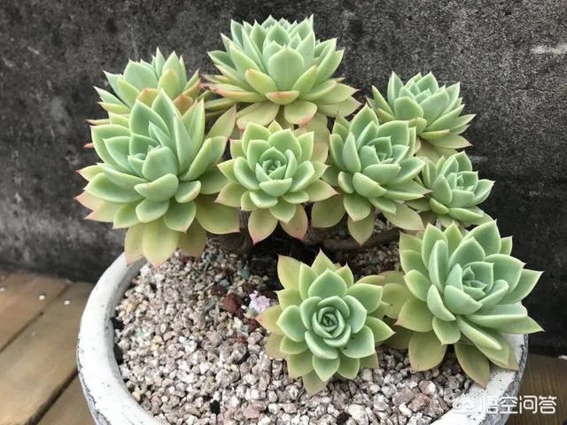 不同的多肉植物,在度夏时,有什么区别吗?