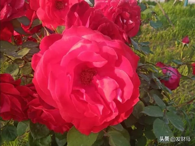 猪价不断探底回落，为什么饲料原料价格却持续高涨？