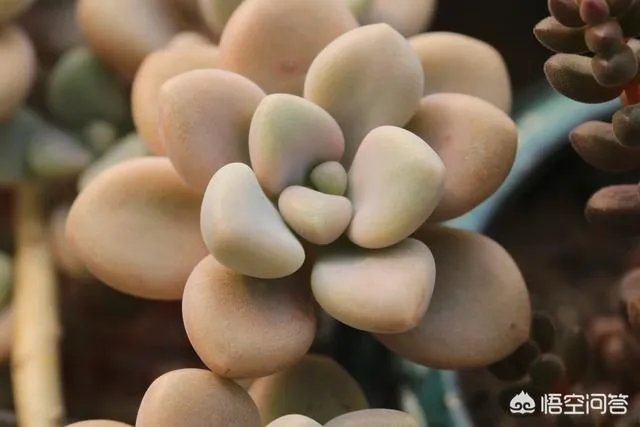 不同的多肉植物,在度夏时,有什么区别吗?