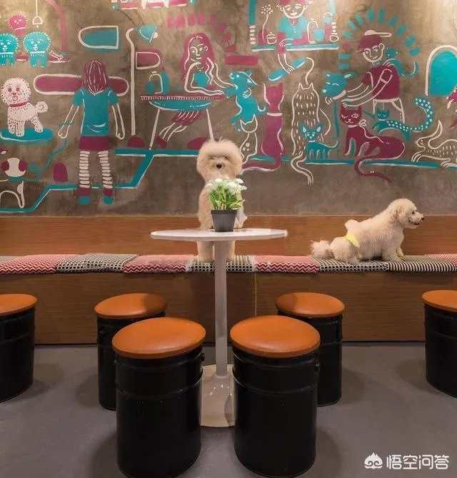 学宠物美容以后就可以自己开店吗?有哪些建议?