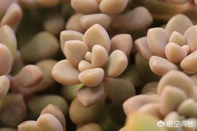 不同的多肉植物,在度夏时,有什么区别吗?