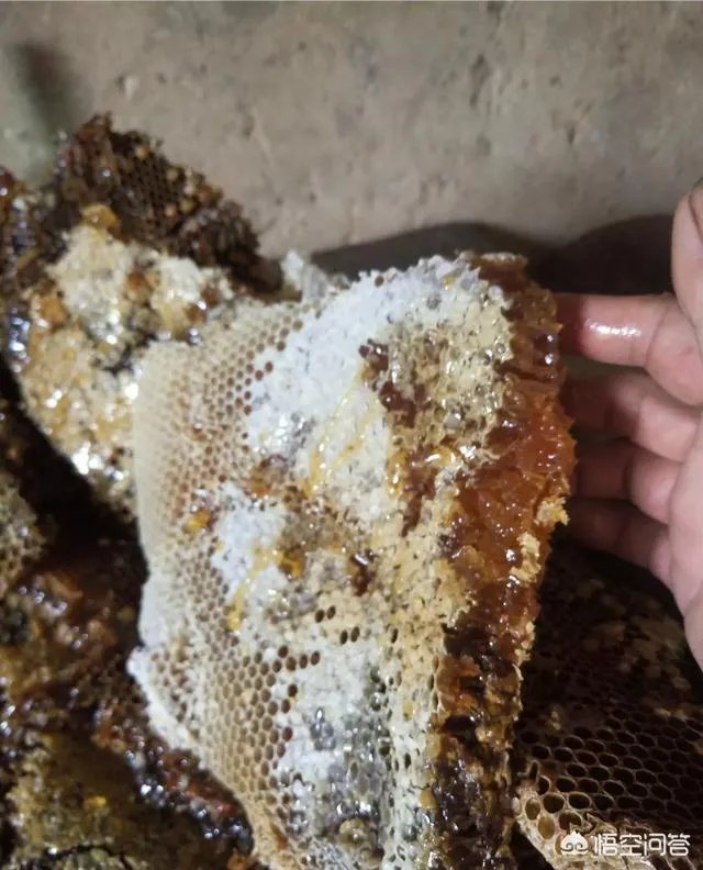 农村人自己养的蜂蜜怎么样?贵吗?