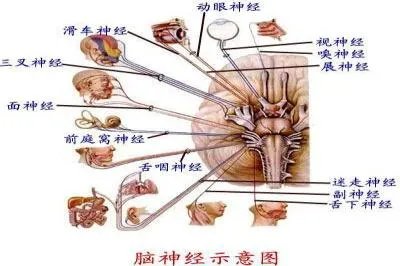 十二对脑神经出颅位置口诀