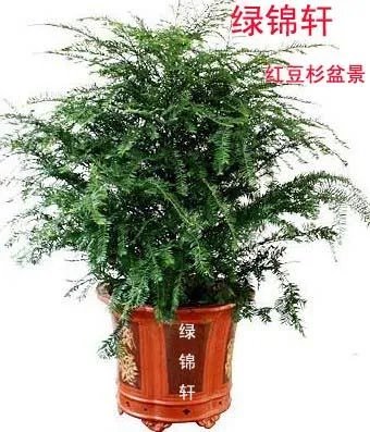 高度一米五左右的红豆杉盆景大概多少钱？