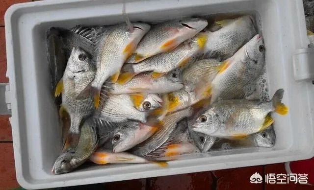 海中钓鱼用什么饵?