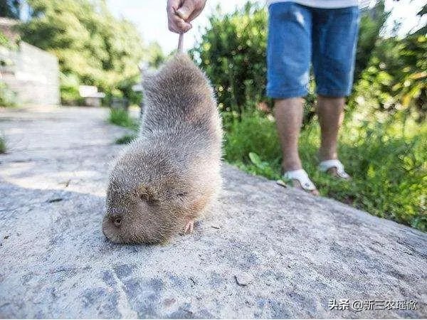 疫情后,竹鼠养殖前景会如何?