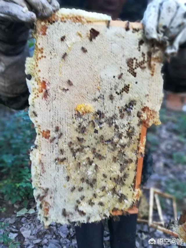 农村人自己养的蜂蜜怎么样?贵吗?