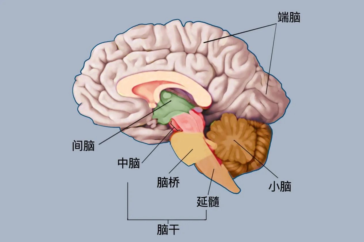 脑结构图