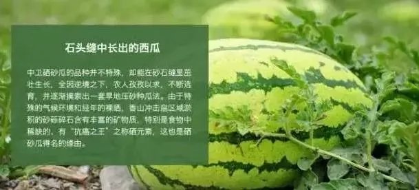 石头瓜是什么瓜？如何种植石头瓜？