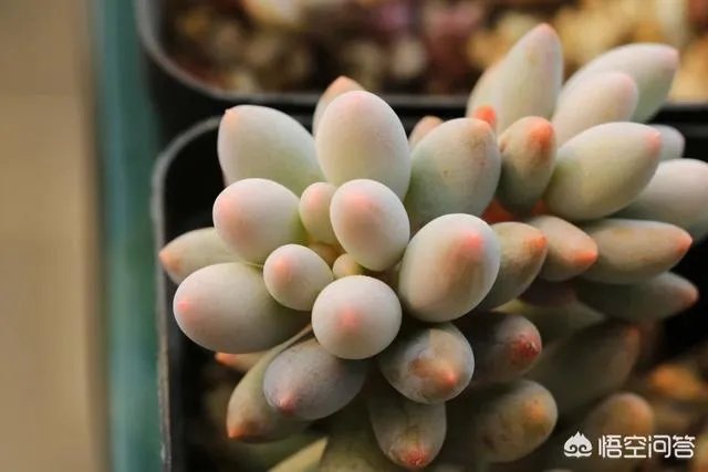 不同的多肉植物,在度夏时,有什么区别吗?