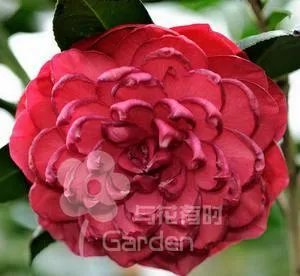 茶花紫禁城品种介绍及图片？