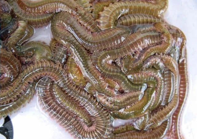 海中钓鱼用什么饵?