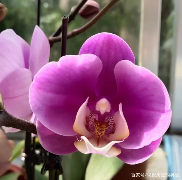 蝴蝶兰花期多长时间?什么温度适合?