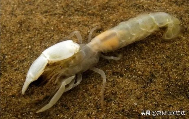 海中钓鱼用什么饵?