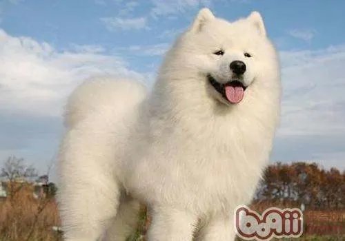 萨摩耶犬多少钱一只