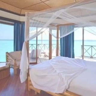 美人蕉价格