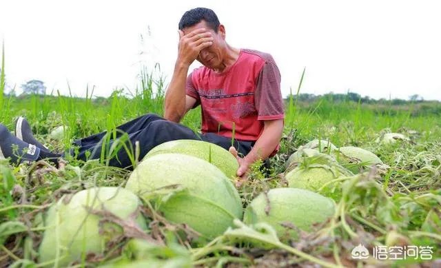 什么地方大量收购西瓜，我们老家大量西瓜上市，价格便宜？
