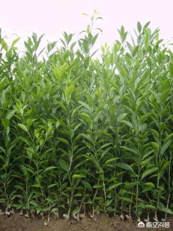 如何给柑橘苗除花?