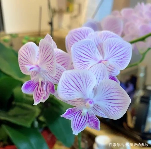 蝴蝶兰花期多长时间?什么温度适合?