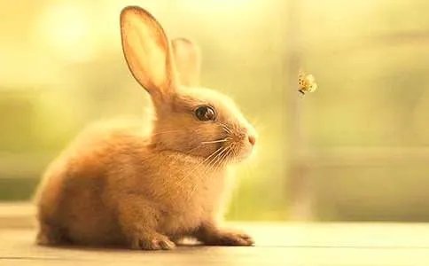 熊猫兔是什么兔子？熊猫兔的简介
