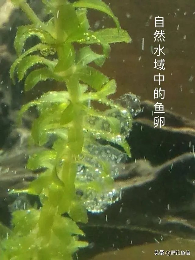 鱼塘随便放三四条小鲫鱼能繁殖越来越多吗?