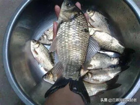 鱼塘随便放三四条小鲫鱼能繁殖越来越多吗?