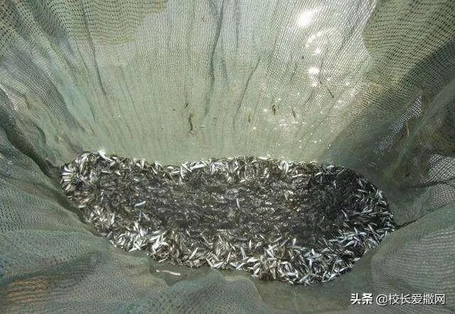 绝户网