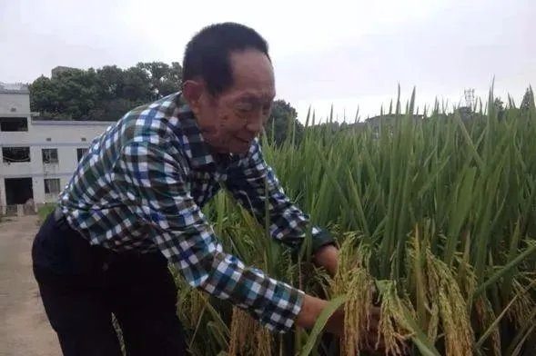 为什么袁隆平的生日蛋糕是水稻?