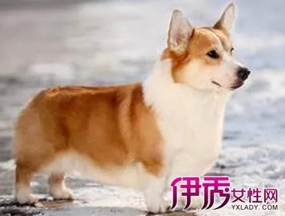 威尔士柯基犬的特征