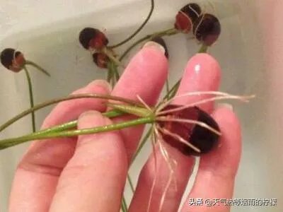 碗莲入土方法图解?