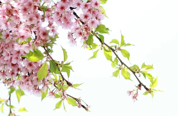 2019成都樱花节时间什么时候 成都樱花节时间地点门票