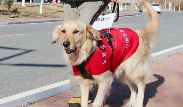 新闻：女子带导盲犬进海底捞却被拒门外。请问带导盲犬进饭店吃饭是否会影响其他人就餐？