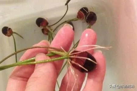 碗莲入土方法图解?