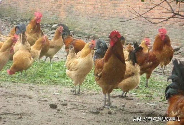 我想回家养鸡,但找不到销路怎么办?