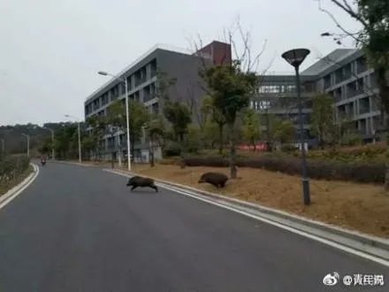 如何看待“野猪闯进南京大学校园,保卫处介入处理”?