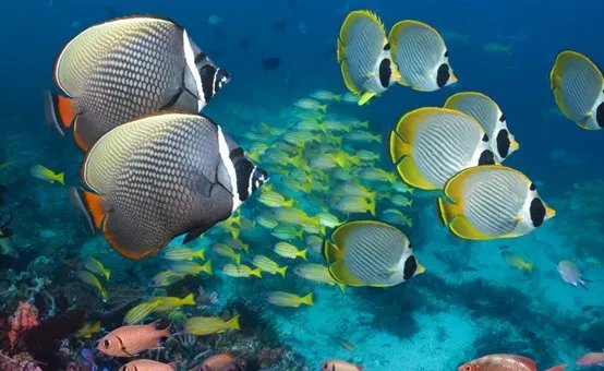 为什么潜水时不能触摸海洋生物?