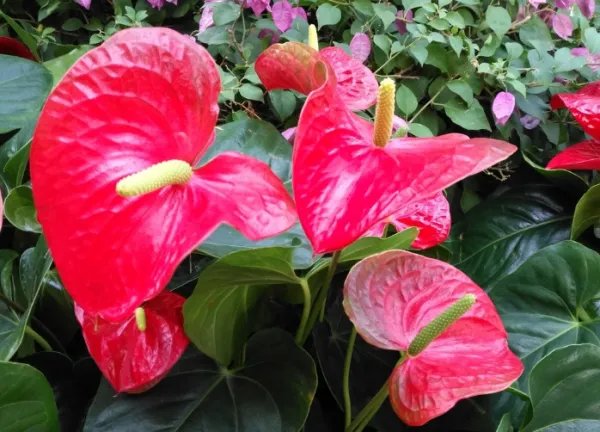 火鹤花怎么养