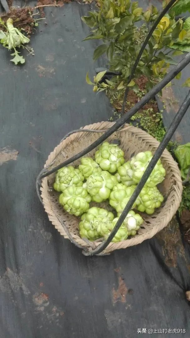 涪陵榨菜什么牌子的好?