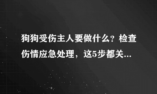 狗狗受伤主人要做什么?检查伤情应急处理,这5步都关乎狗狗生命
