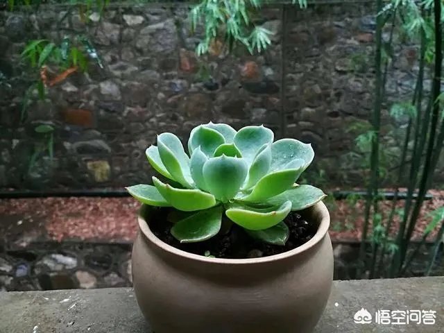 不同的多肉植物,在度夏时,有什么区别吗?