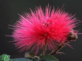 3月份开什么花?3月份开的花有哪些?