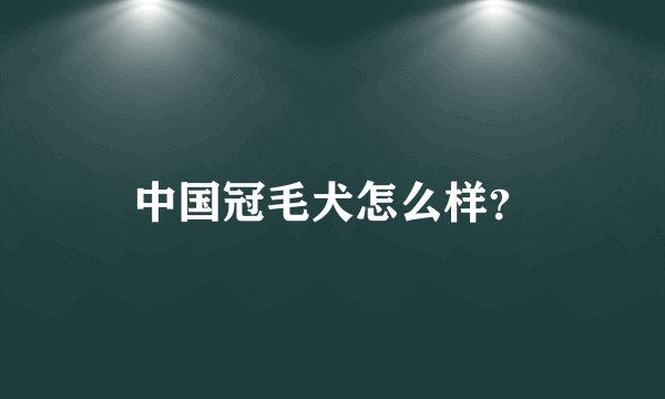 中国冠毛犬怎么样?