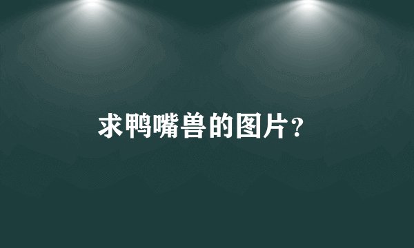 求鸭嘴兽的图片？
