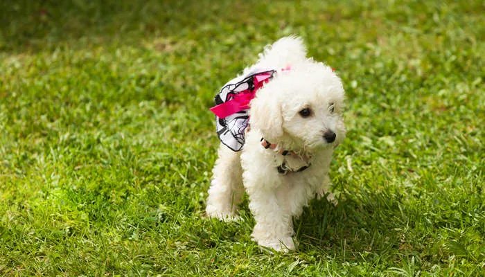 大白熊犬咳嗽怎么办 大白熊犬咳嗽什么原因
