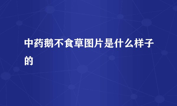 中药鹅不食草图片是什么样子的