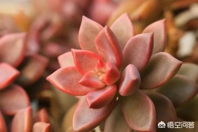 不同的多肉植物,在度夏时,有什么区别吗?