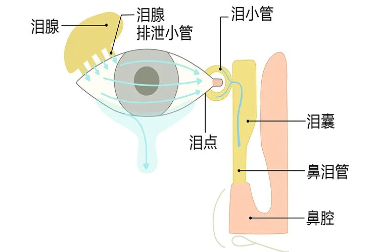 眼睛的结构图